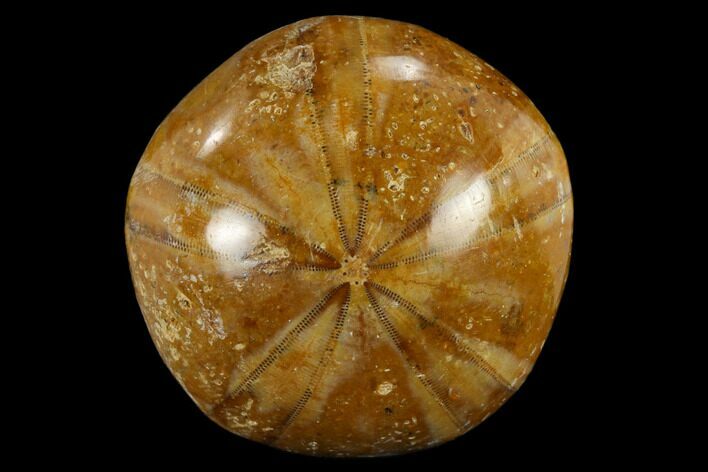 1 1/4" Polished Fossil Sand Dollars - Madagascar - Photo 1